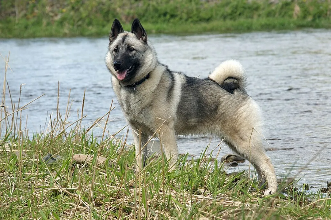 What were Elkhounds originally bred for?, Elk Specific Work