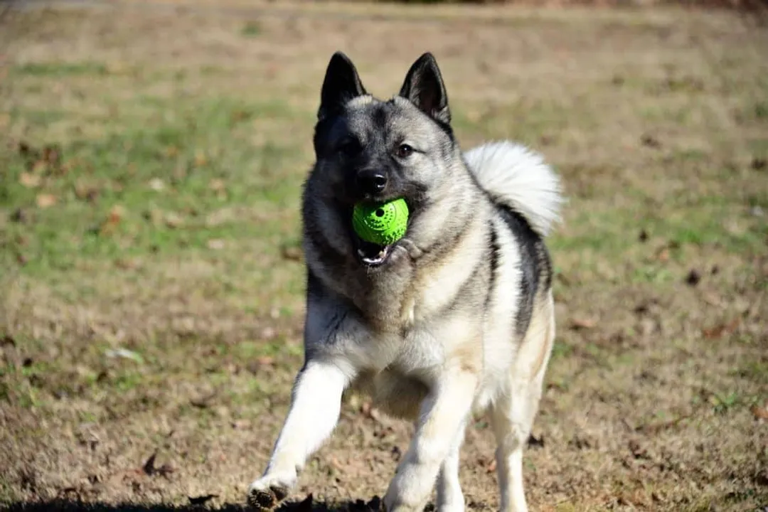 What specific term describes the Elkhound's technique of keeping large game distracted by barking while maintaining a safe distance?