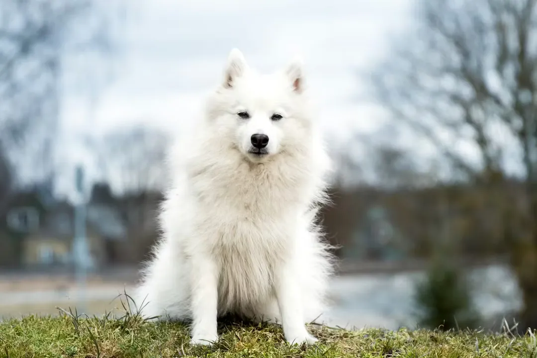 What were Japanese Spitz bred for?, Intentional Design