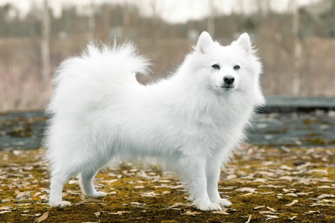 What were Japanese Spitz bred for?, Temperament Mandate