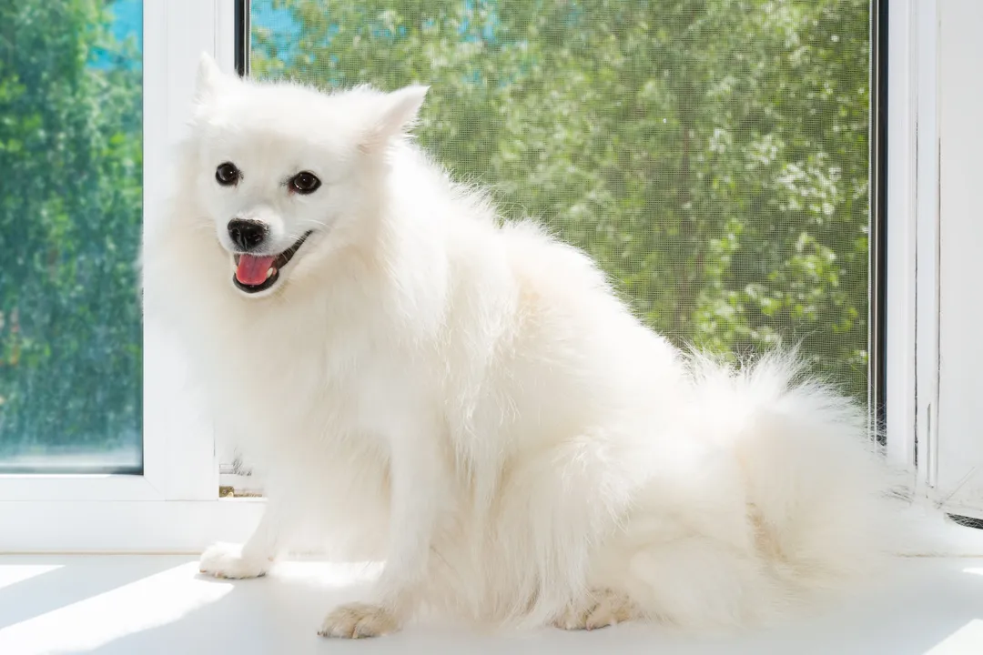 What was the German Spitz ancestor traditionally used for?
