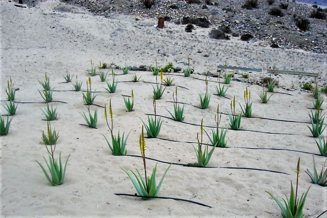 What were the first modern fog catchers like?