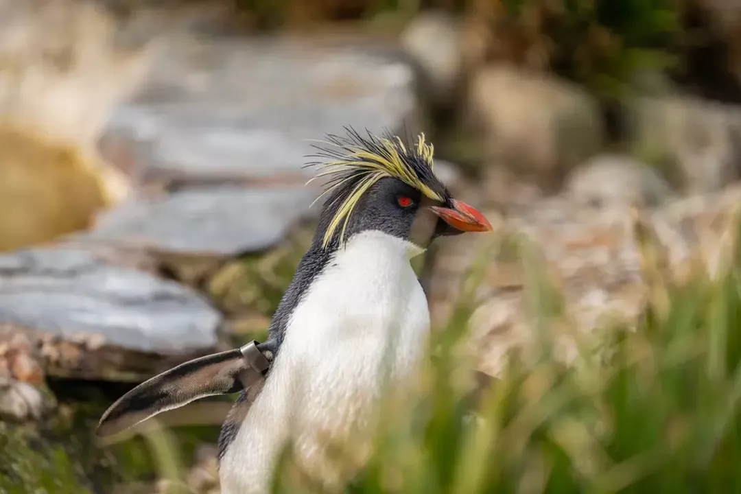 What zoos have rockhopper penguins?