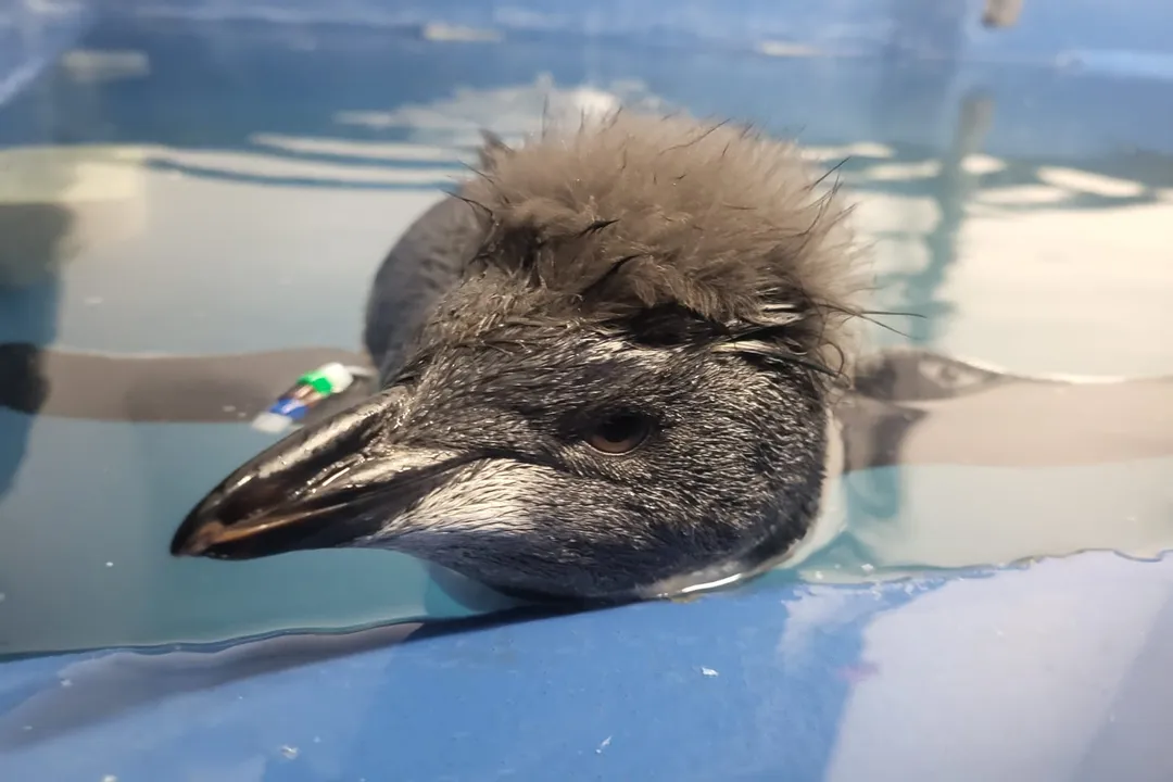 What zoos have rockhopper penguins?, Subspecies Focus