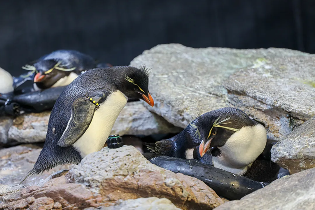 What zoos have rockhopper penguins?, Daily Life