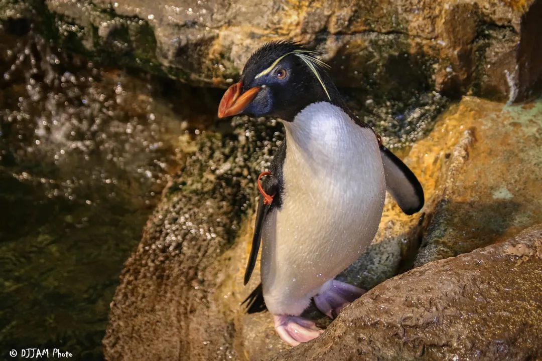What zoos have rockhopper penguins?, Facilities List