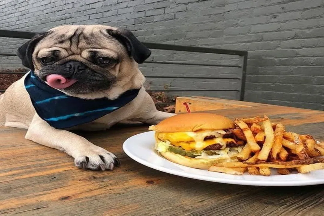 What's a Pug's favorite food?, Main Meals