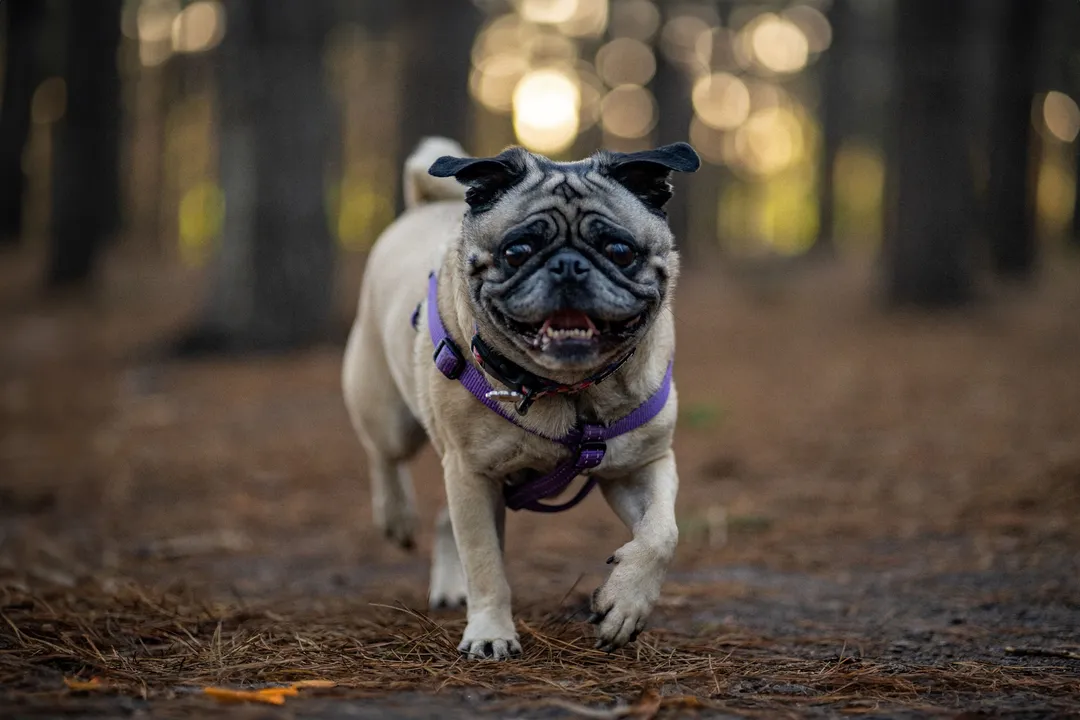 What's a Pug's favorite food?