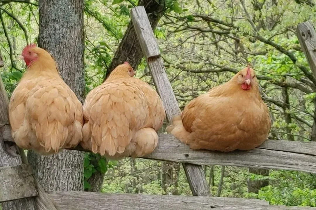 What's special about Buff Orpington chickens?, Broody Nurturers
