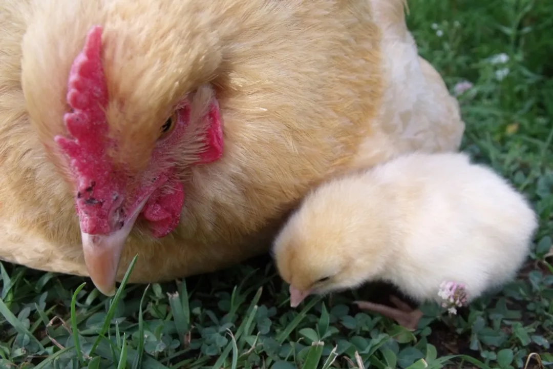 What's special about Buff Orpington chickens?, Fluffy Giants
