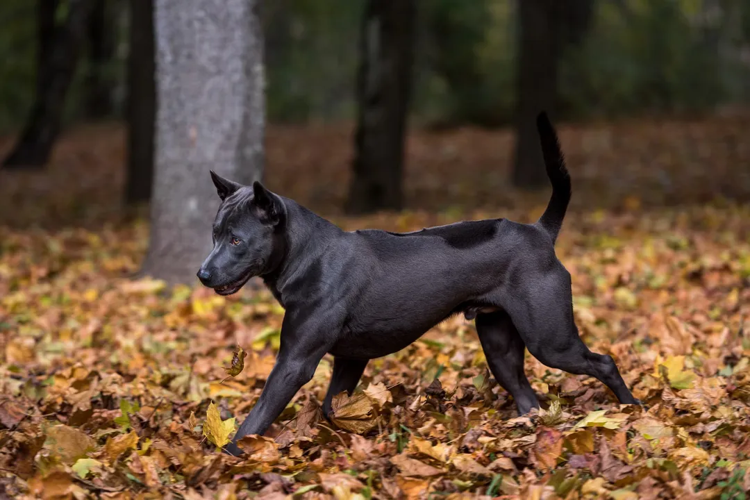What's special about Thai Ridgebacks?, Appearance Traits
