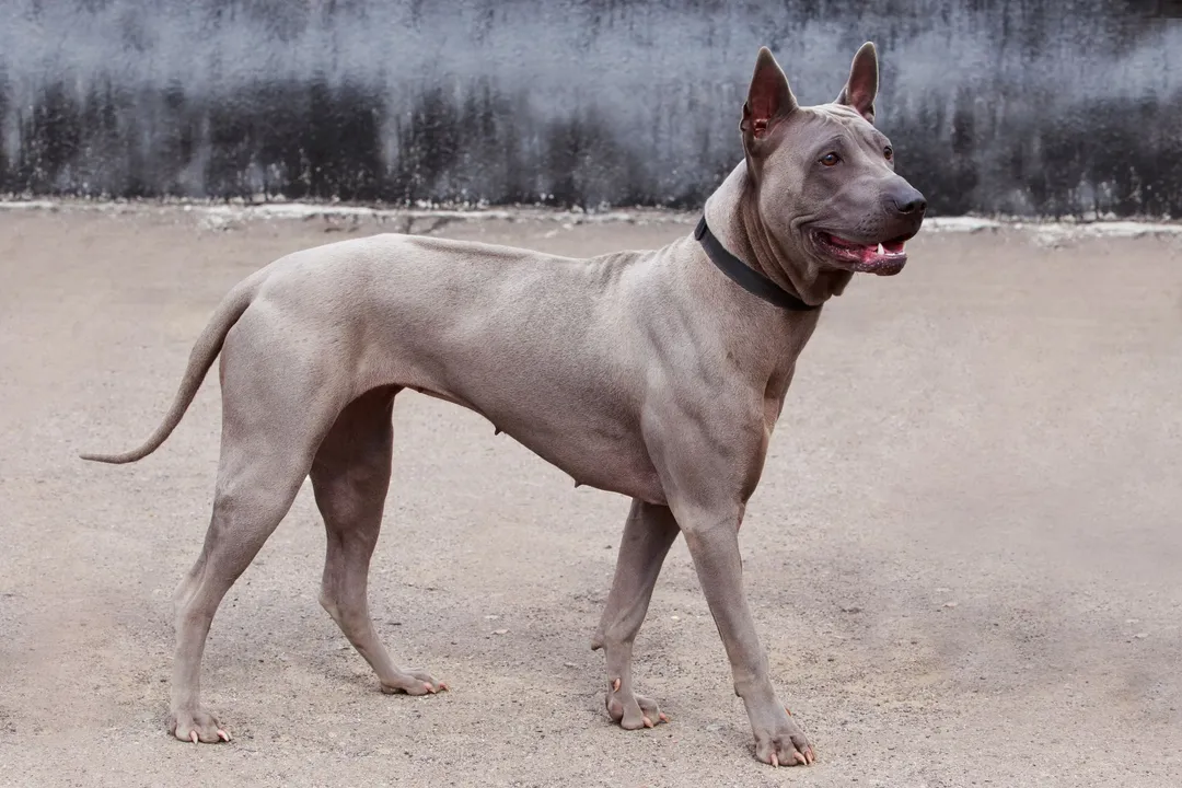 What's special about Thai Ridgebacks?, Origin Story