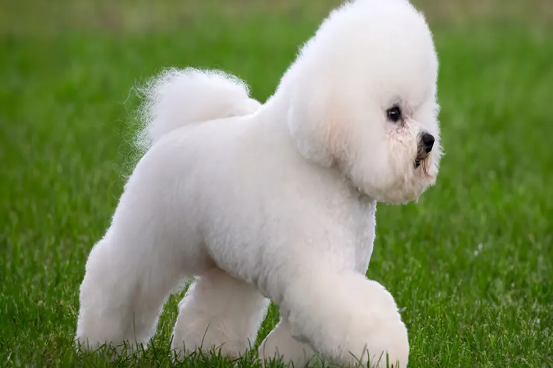 What's the best dog food for Bichon Frise?