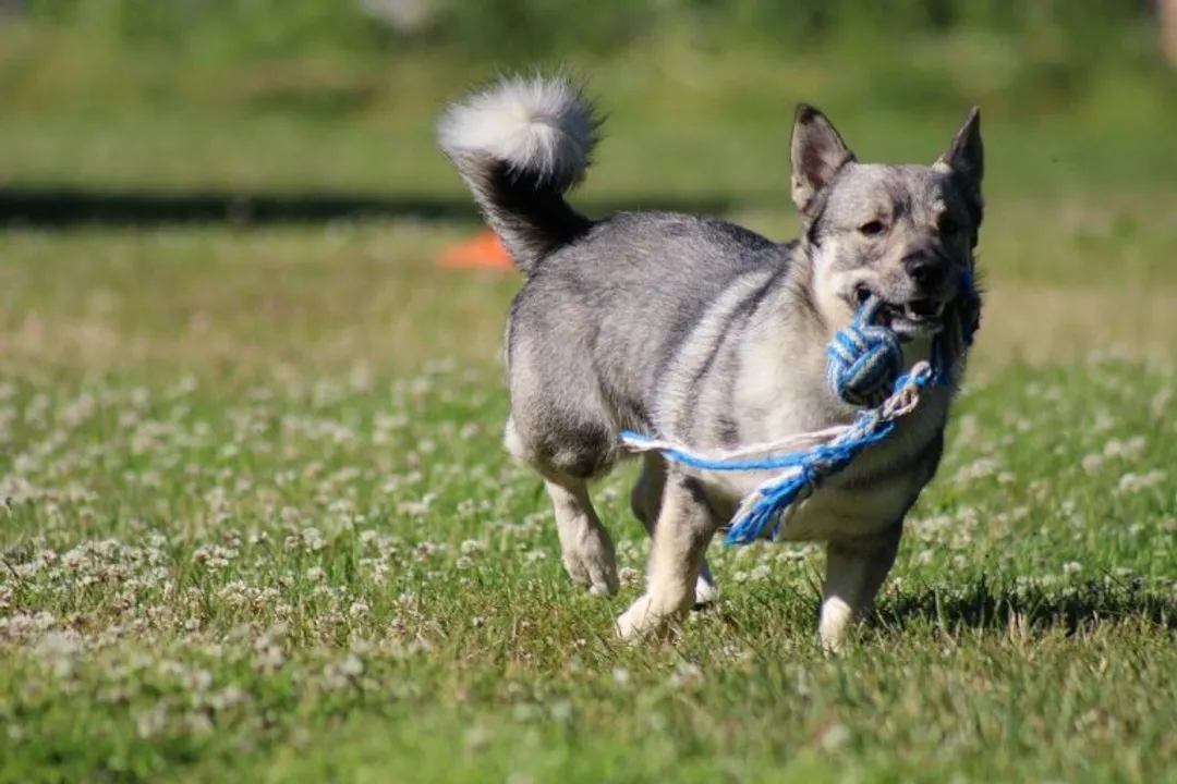 What's the best food for a Vallhund?
