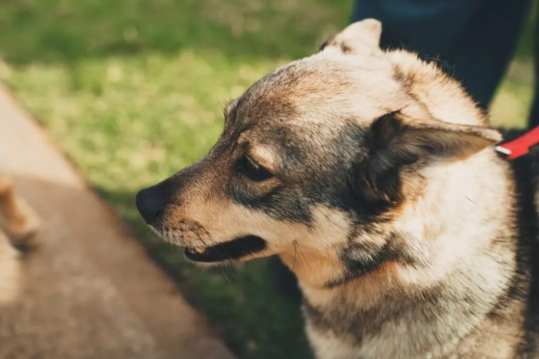 What's the best food for a Vallhund?, Breed Energy
