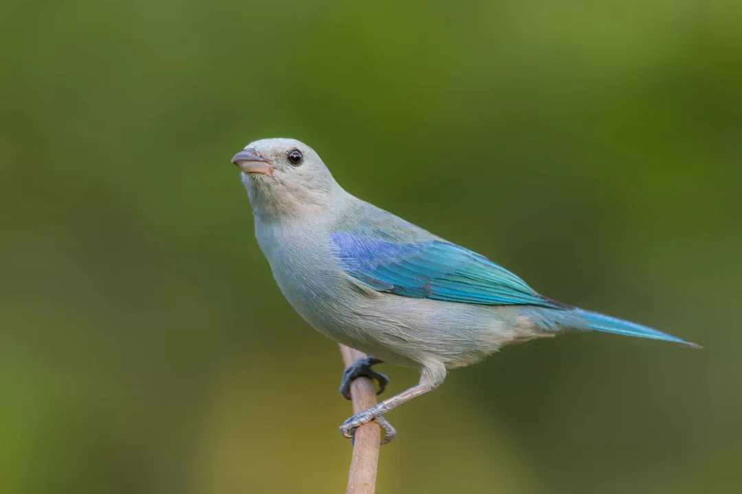 Where is the Blue-gray Tanager observed to be more common than in primary, undisturbed forest?