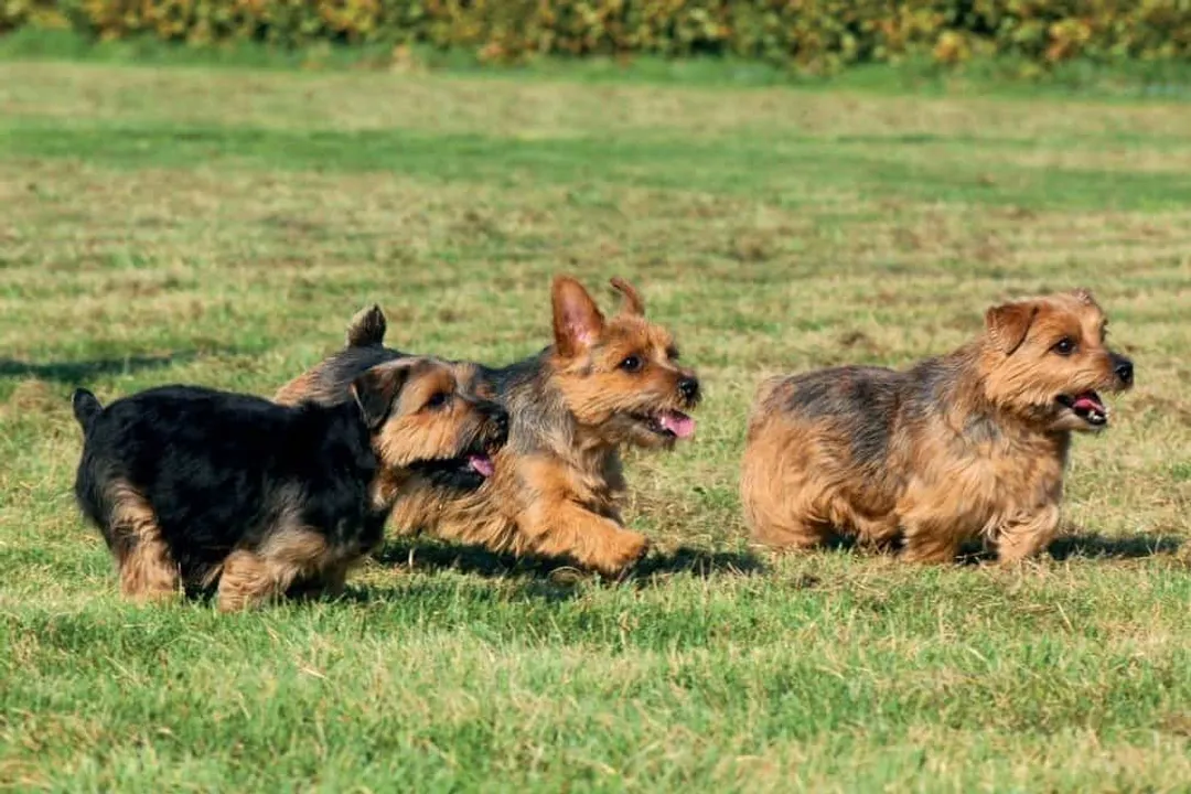 What's the difference between a Norfolk Terrier and a Norwich Terrier?, Distinguishing Features