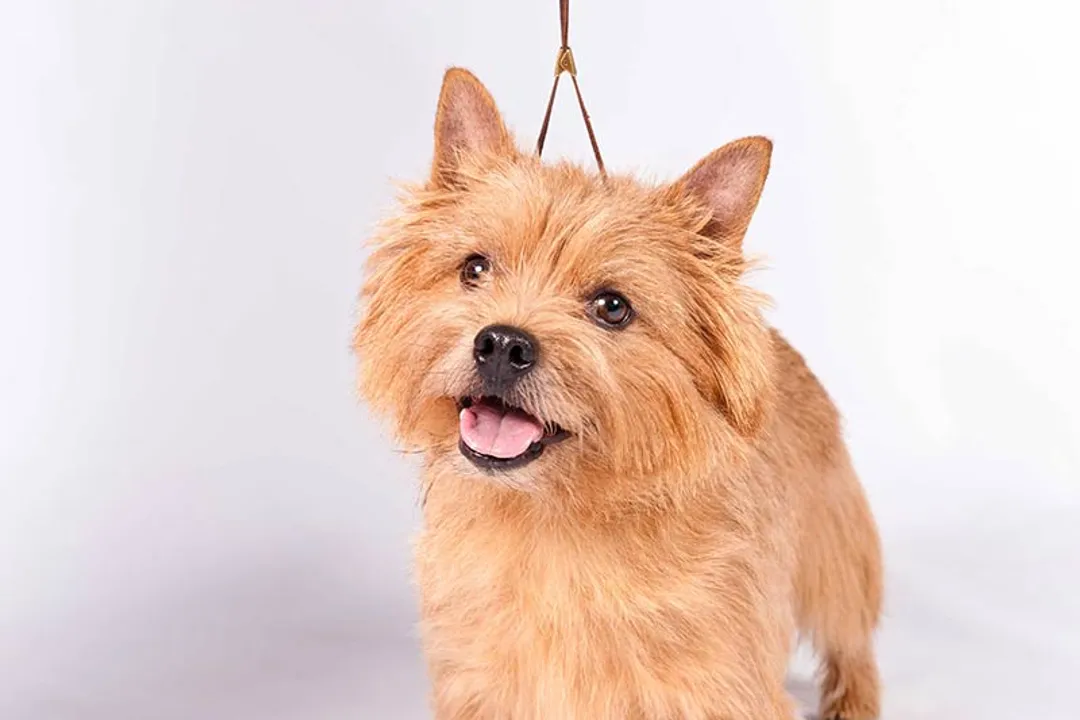 What's the difference between a Norfolk Terrier and a Norwich Terrier?