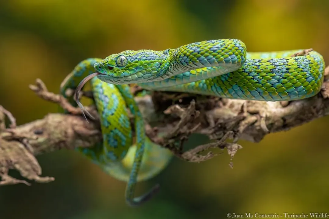 What's the most venomous snake in Mexico?