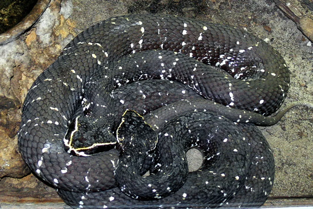 What's the most venomous snake in Mexico?, Fer-de-Lance Presence