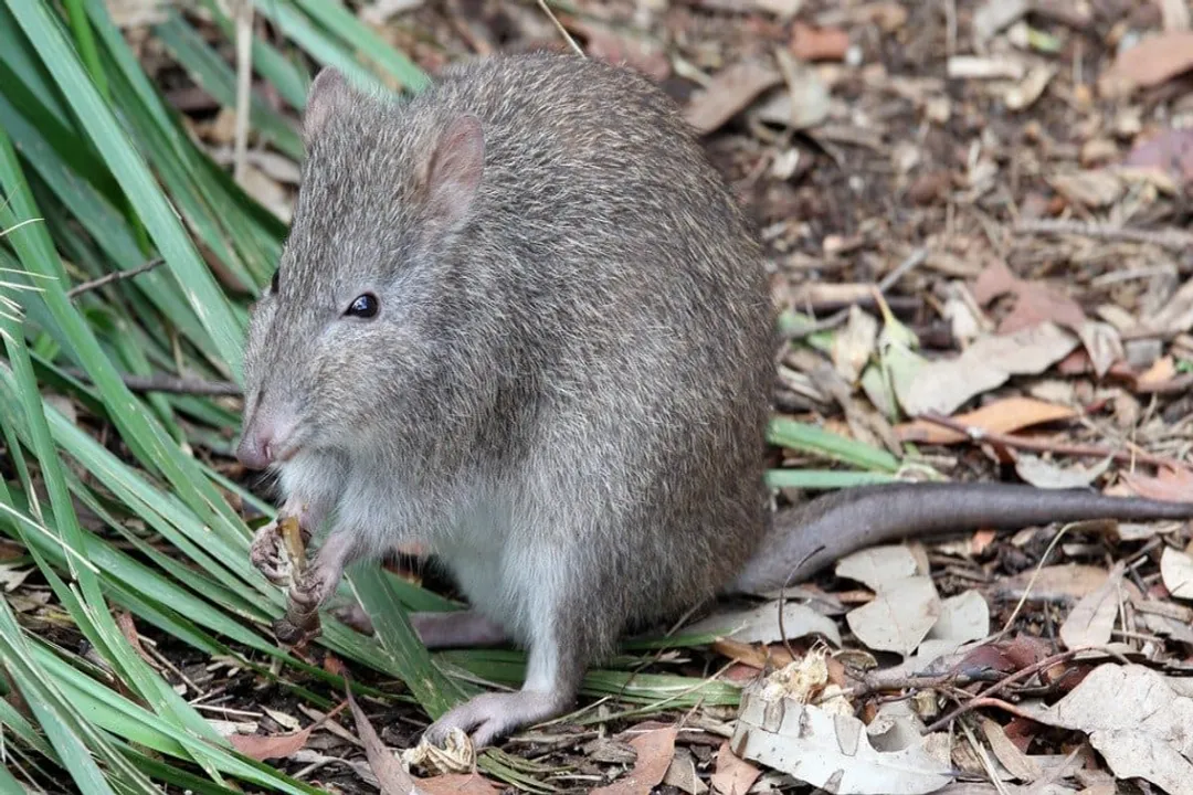 What's unique about pinstripe potoroos?, Marsupial Origins