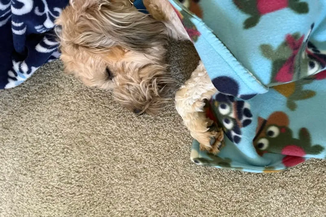 Wheaten Terrier Diet, Breed Basics