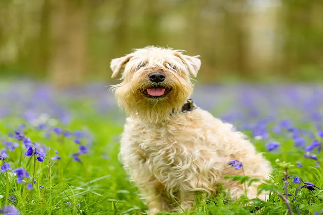 Wheaten Terrier Diet, Managing Sensitivities