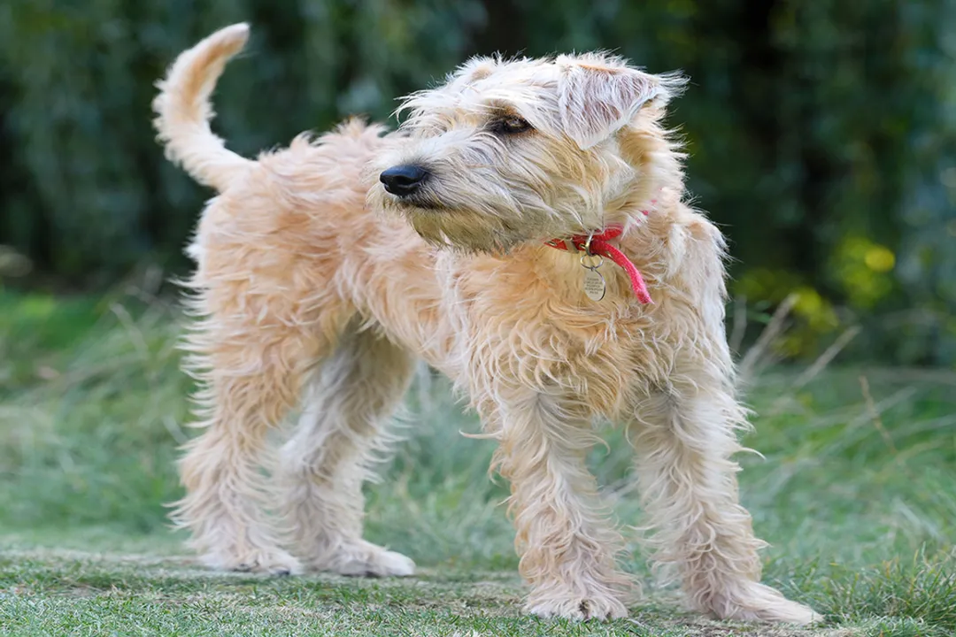 Wheaten Terrier Diet, Eating Habits