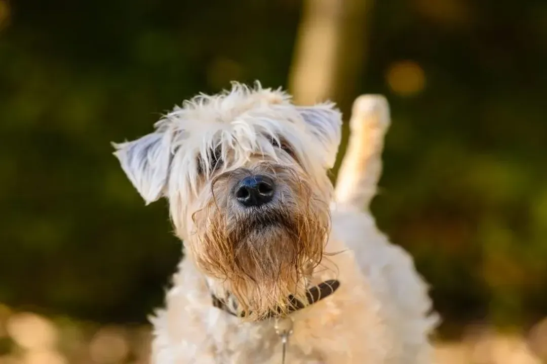 Wheaten Terrier Facts, Silken Appearance