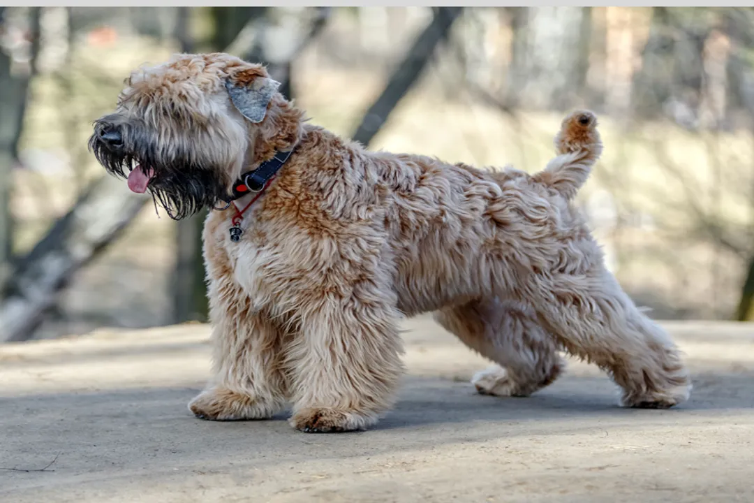 Wheaten Terrier Locations, Florida Hotspots
