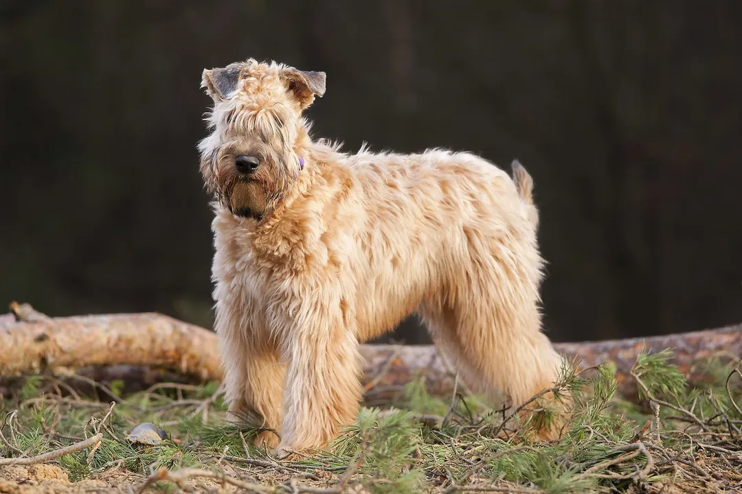 Wheaten Terrier Physical Characteristics, Signature Coat