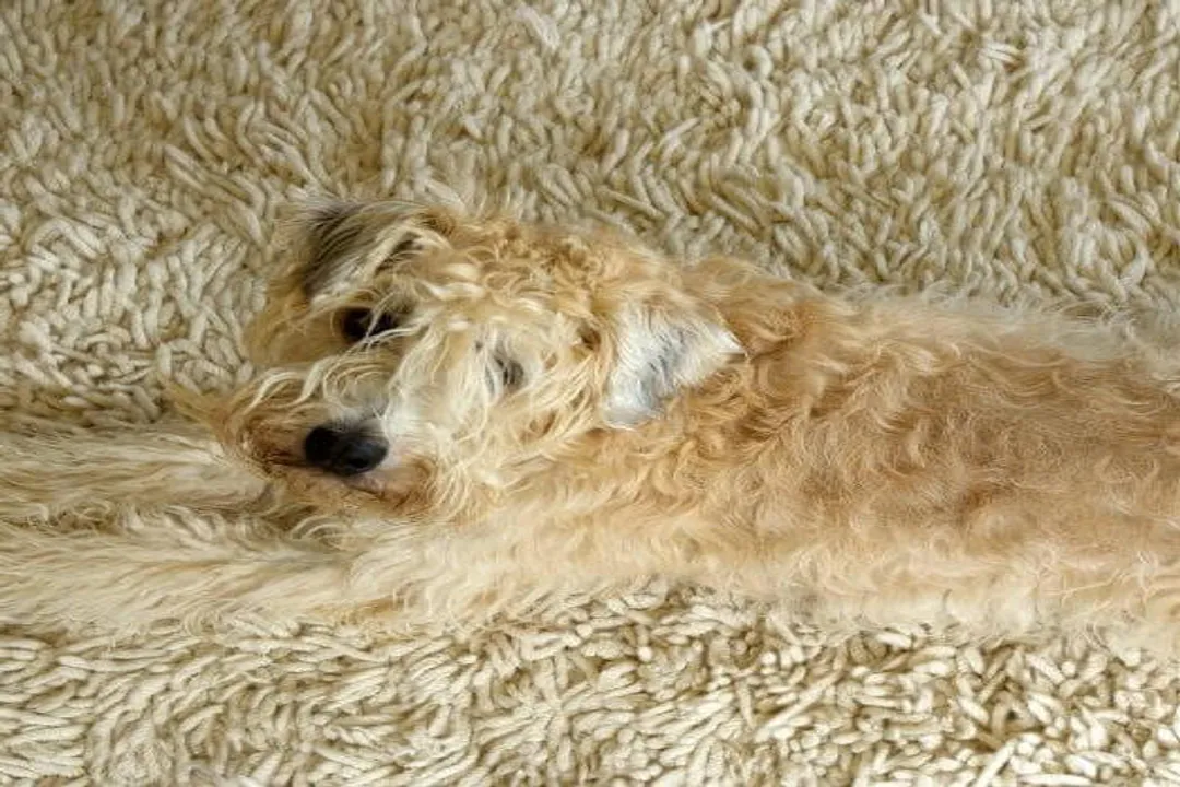 Wheaten Terrier Physical Characteristics, Size Metrics