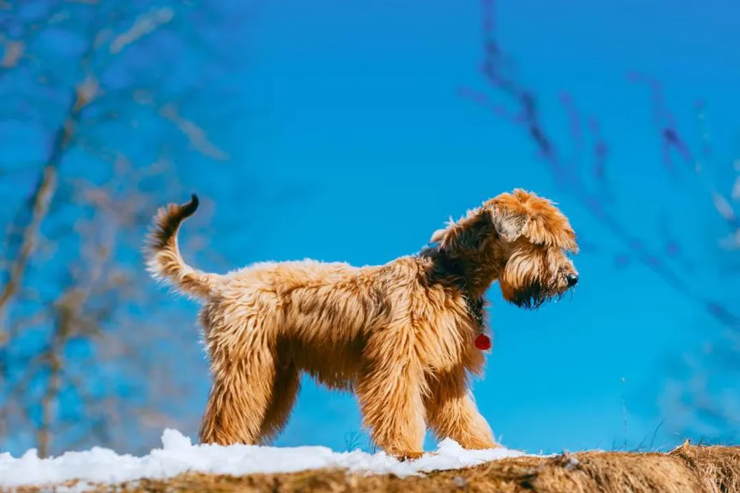 Wheaten Terrier Scientific Classification, Irish Roots