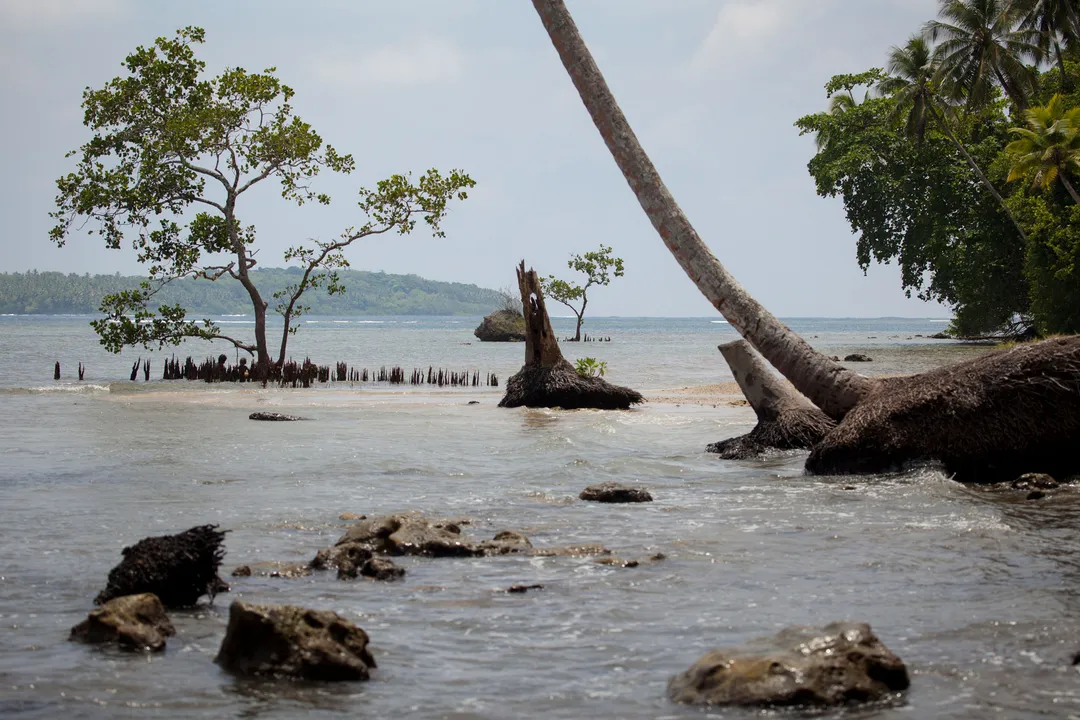 When did kingfishers evolve?, Specialized Morphology