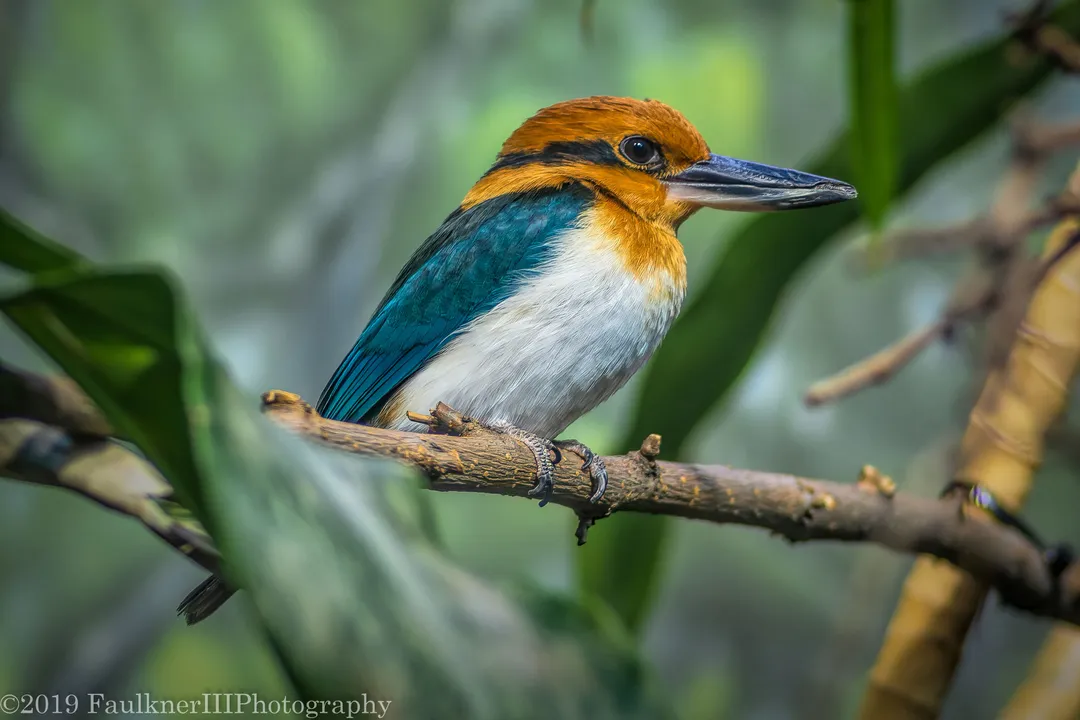 When did kingfishers evolve?, Fossil Evidence Gaps