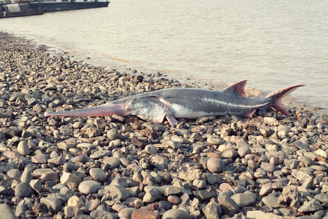 When was the last Chinese paddlefish seen?, Giant Profile