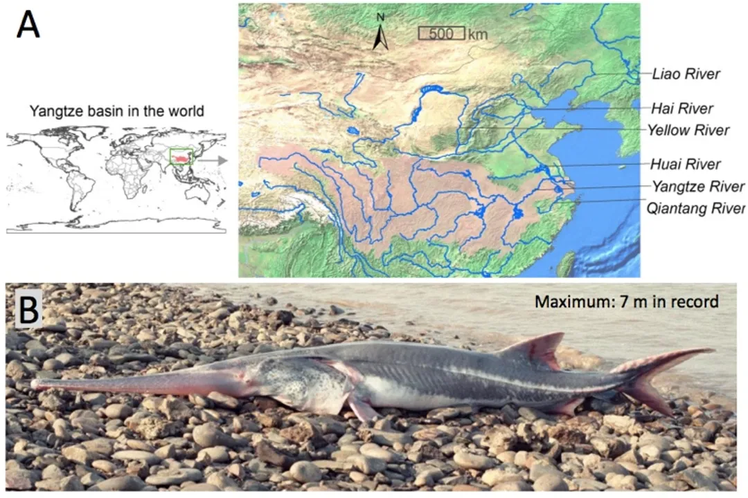 When was the last Chinese paddlefish seen?, Final Sighting