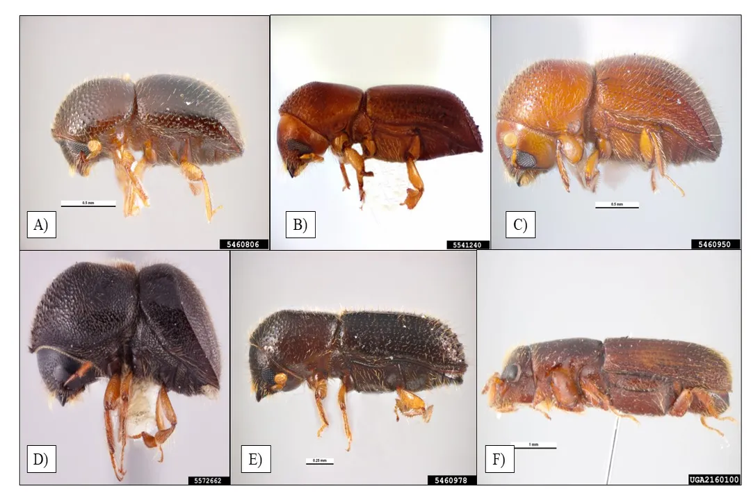 Where are ambrosia beetles found?, Worldwide Presence