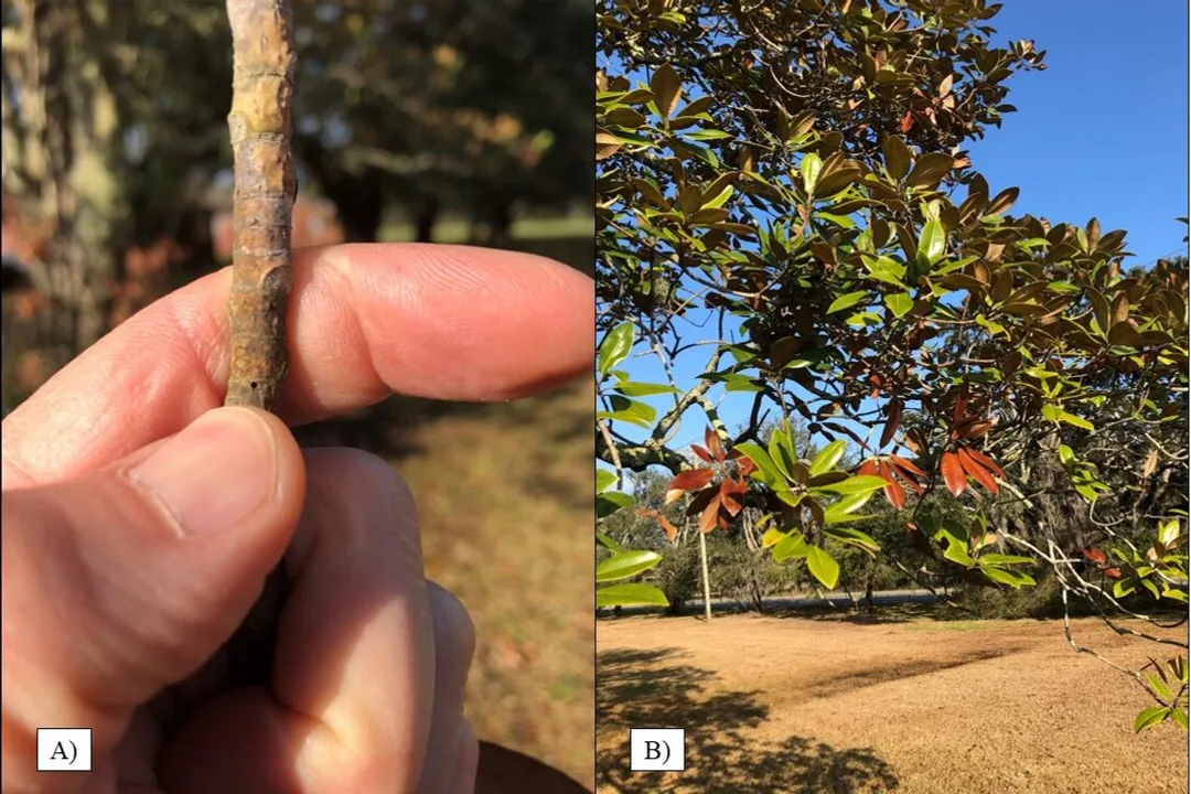 Where are ambrosia beetles found?