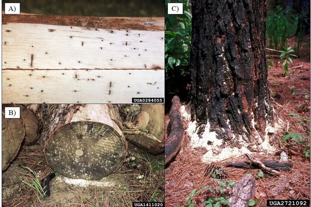 Where are ambrosia beetles found?, Habitat Connection