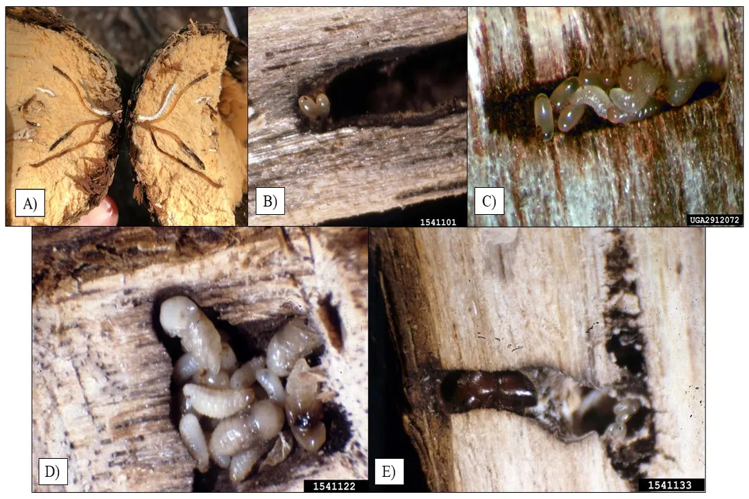 Where are ambrosia beetles found?, Invasive Centers
