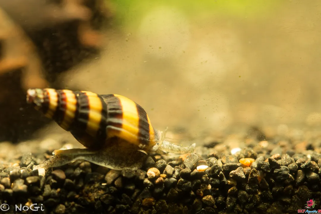 Where are assassin snails found?, Invasive Presence