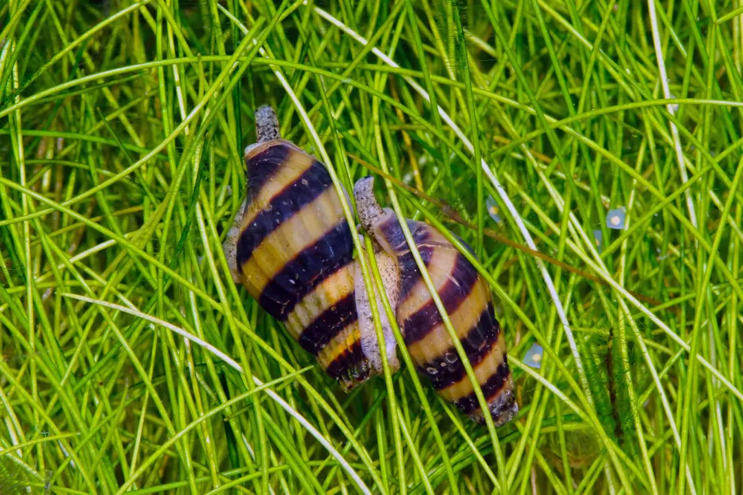 Where are assassin snails found?, Habitat Conditions