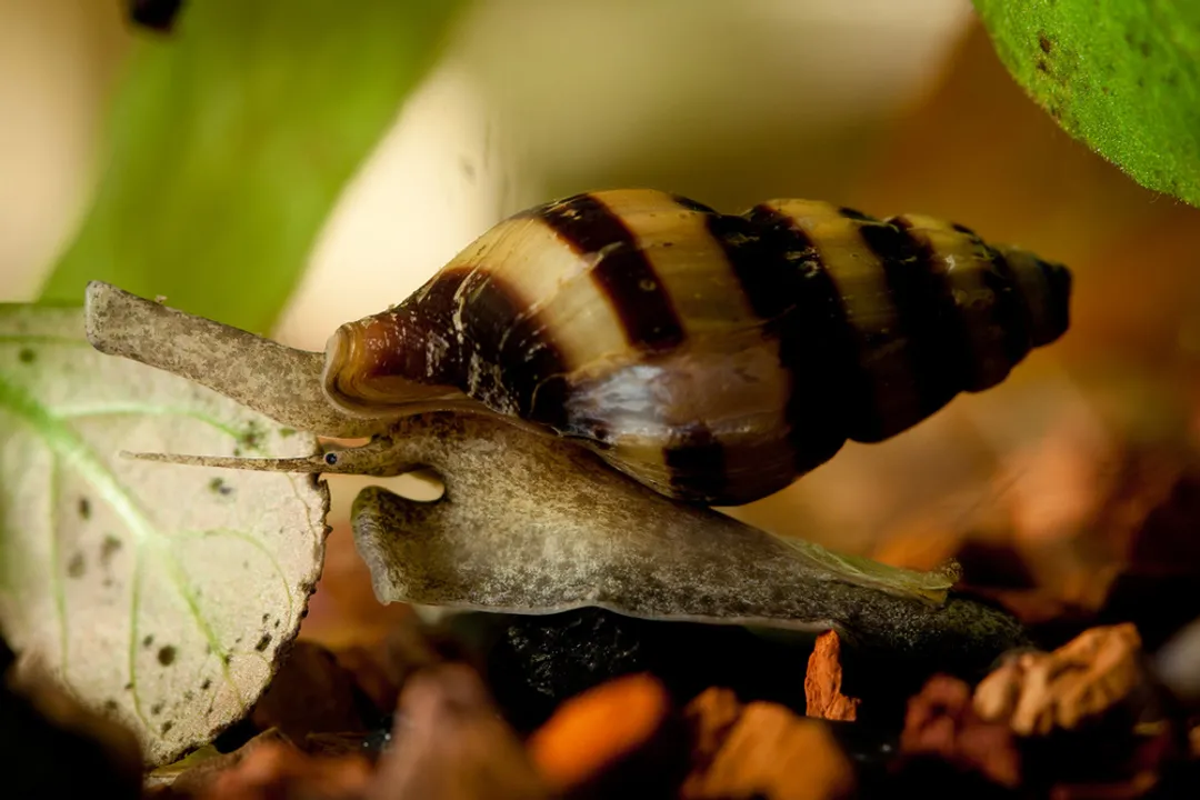 Where are assassin snails found?, Southeast Asia Home