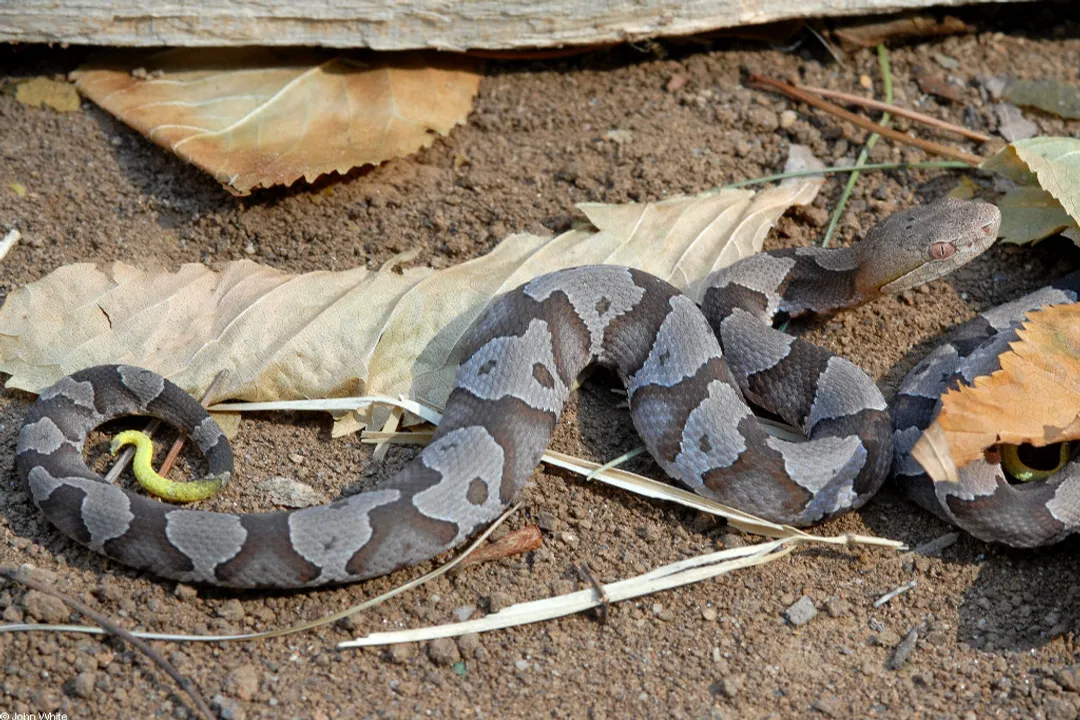 What is the characteristic coloration of the tail tip found on baby copperheads?