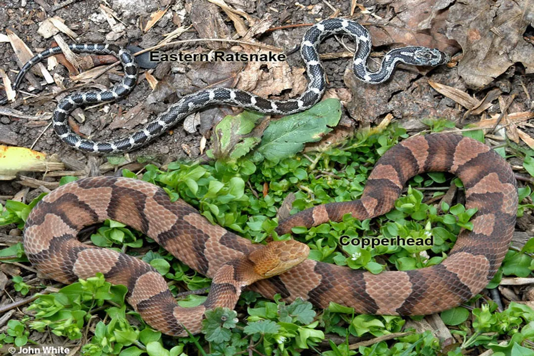 Where are baby copperheads found?, Birthing Seasons