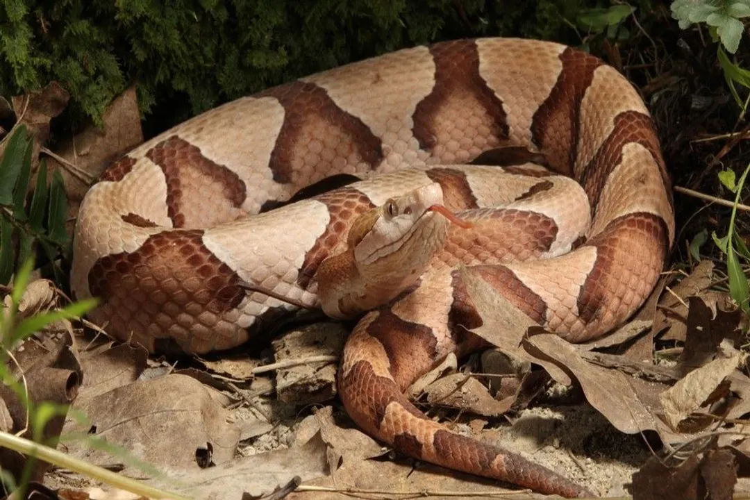 Where are baby copperheads found?, Geographic Presence