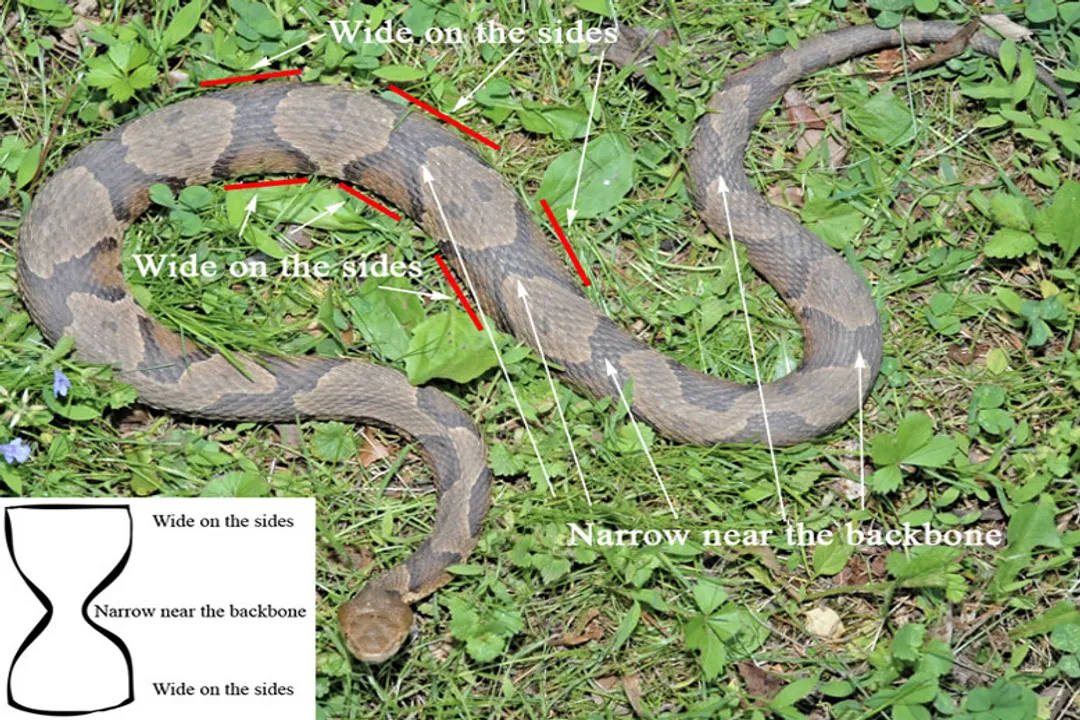 Where are baby copperheads found?, Distinguishing Juveniles