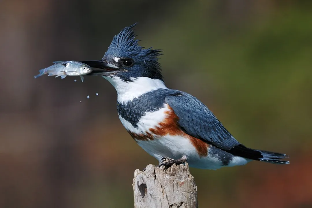 Where are Belted Kingfishers found?, Seasonal Shifts
