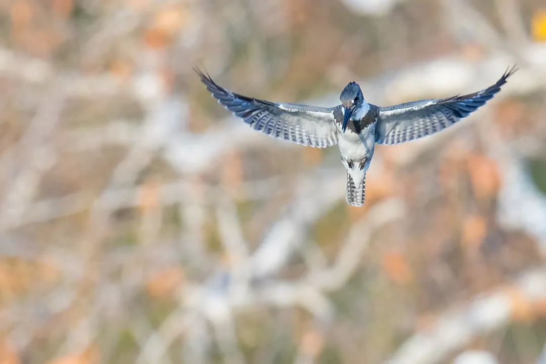 Where are Belted Kingfishers found?, Water Requirements